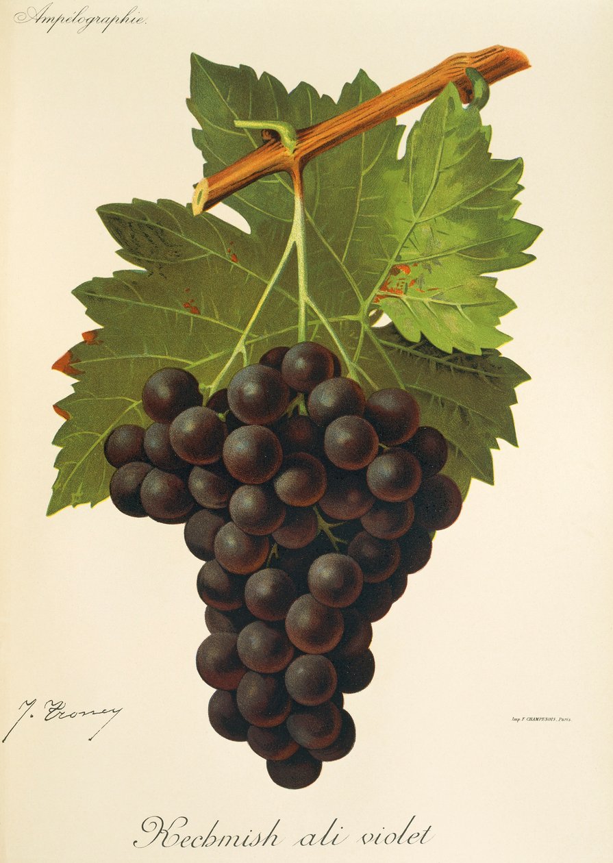 Hrozna Kechmish Ali Violet od J. Troncyho od Jules Troncy