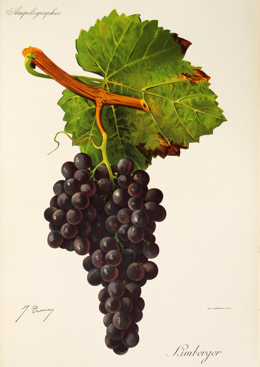 Limberger grape od J. Troncy od Jules Troncy