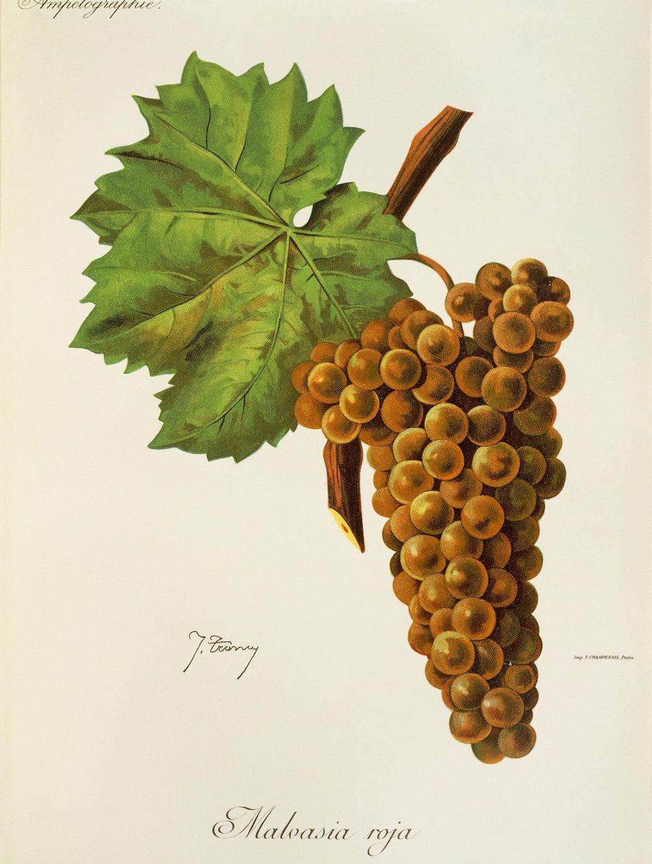 Hrozna Malvasia Roja od J. Troncyho od Jules Troncy