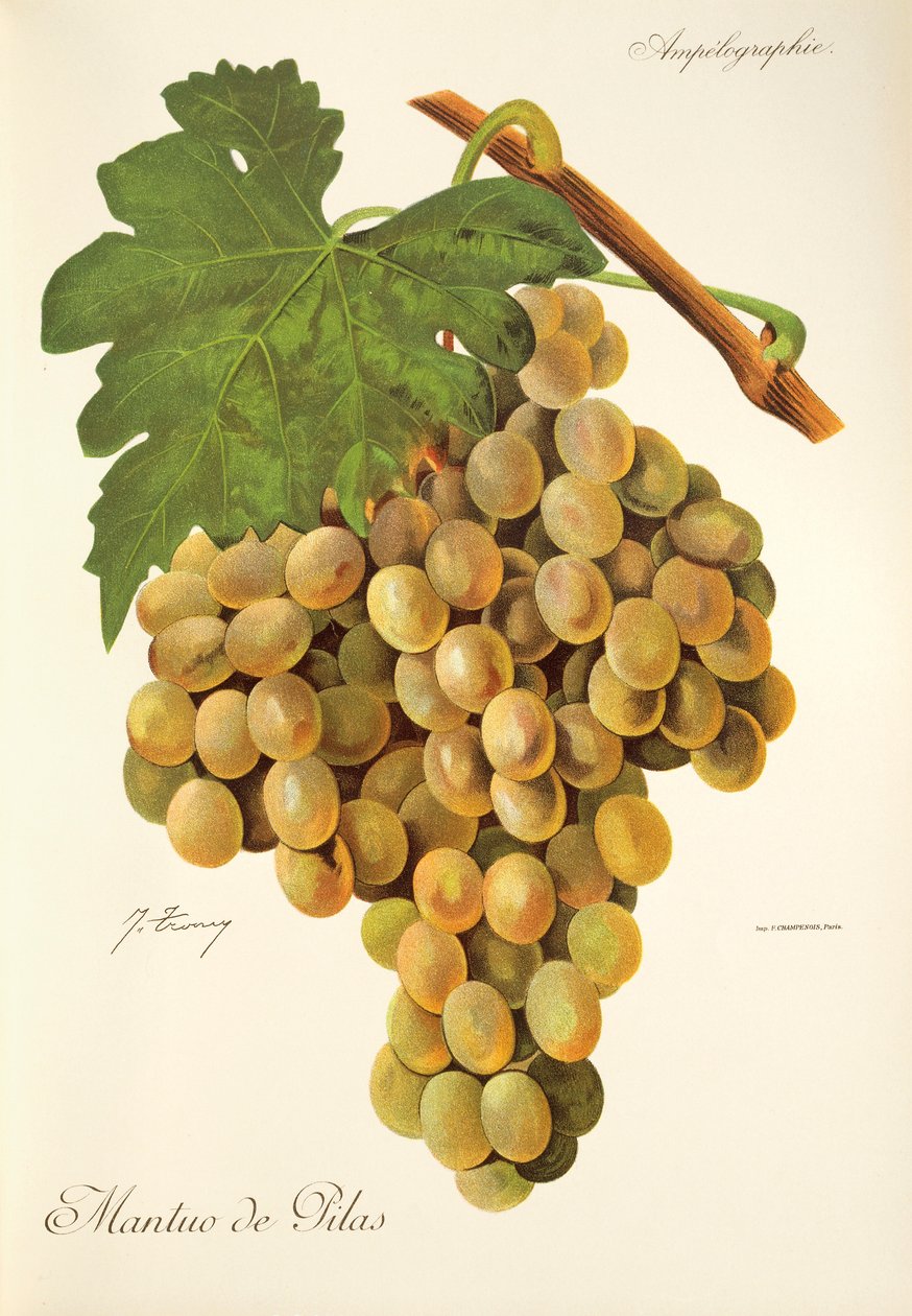 Hrozna Mantua de Pilas od J. Troncyho od Jules Troncy