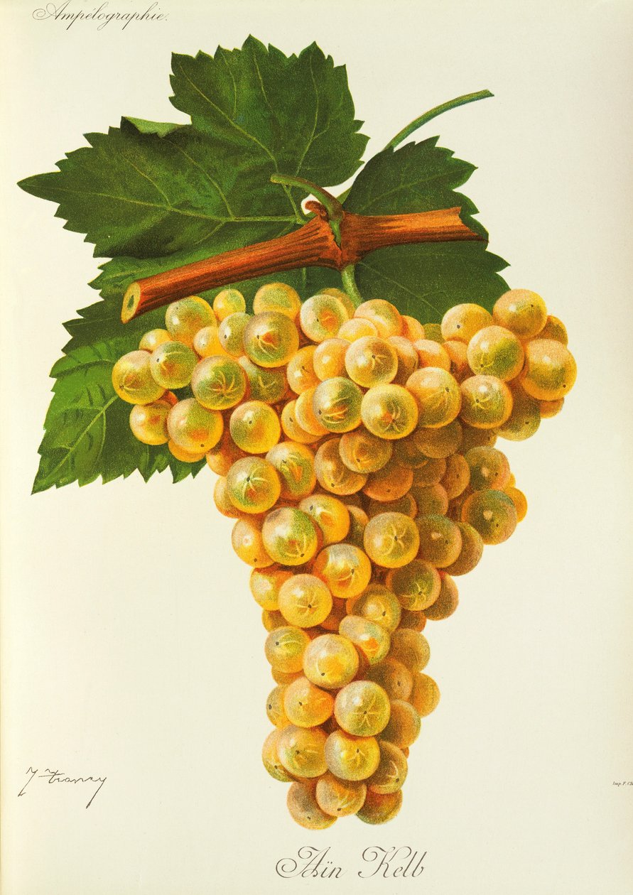 Hrozna Marsanne od J. Troncyho od Jules Troncy