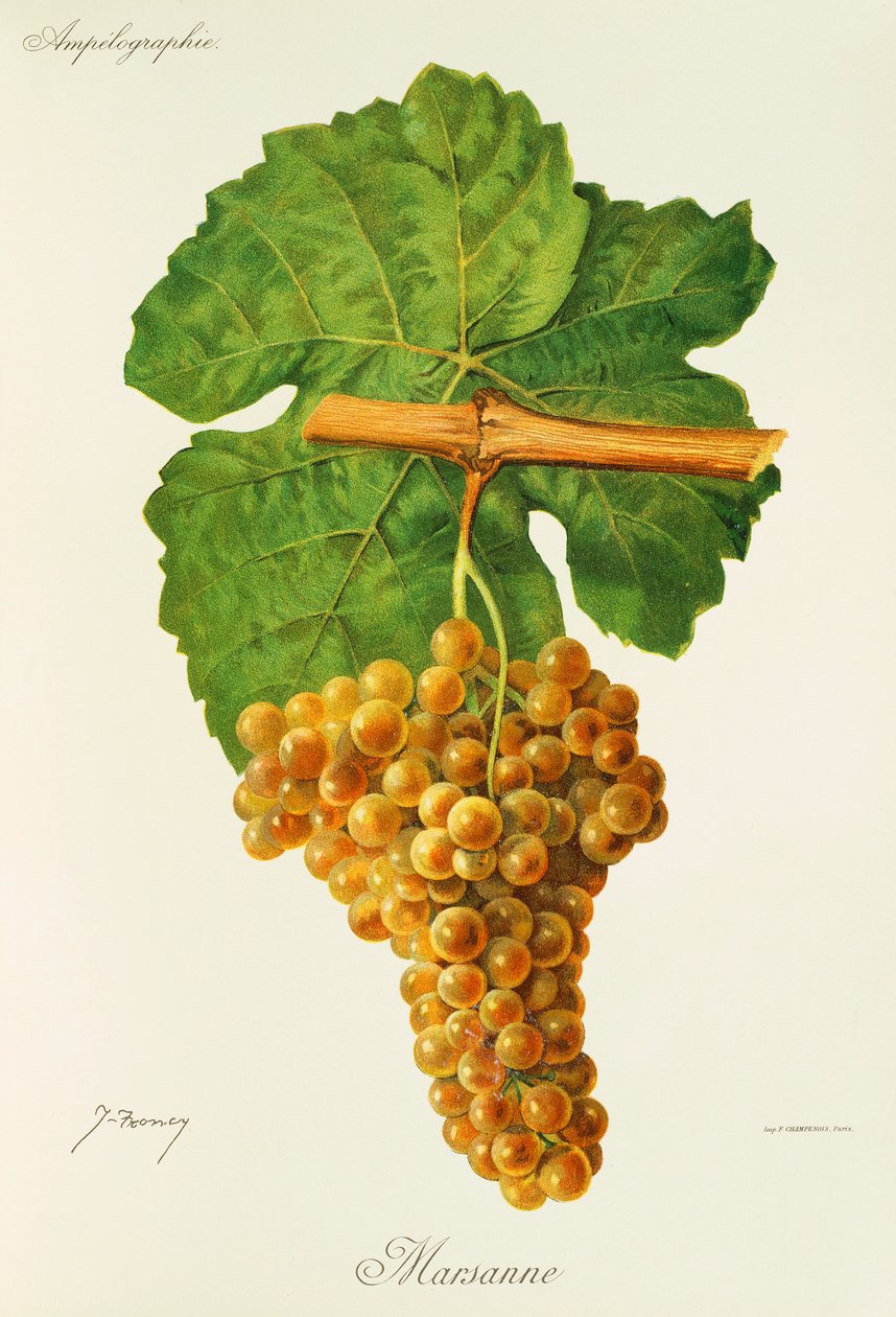 Hrozna Marsanne od J. Troncyho od Jules Troncy