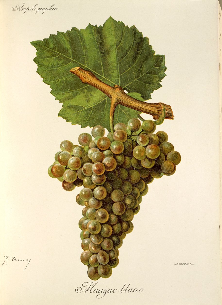 Hrozna Mauzac Blanc od J. Troncyho od Jules Troncy