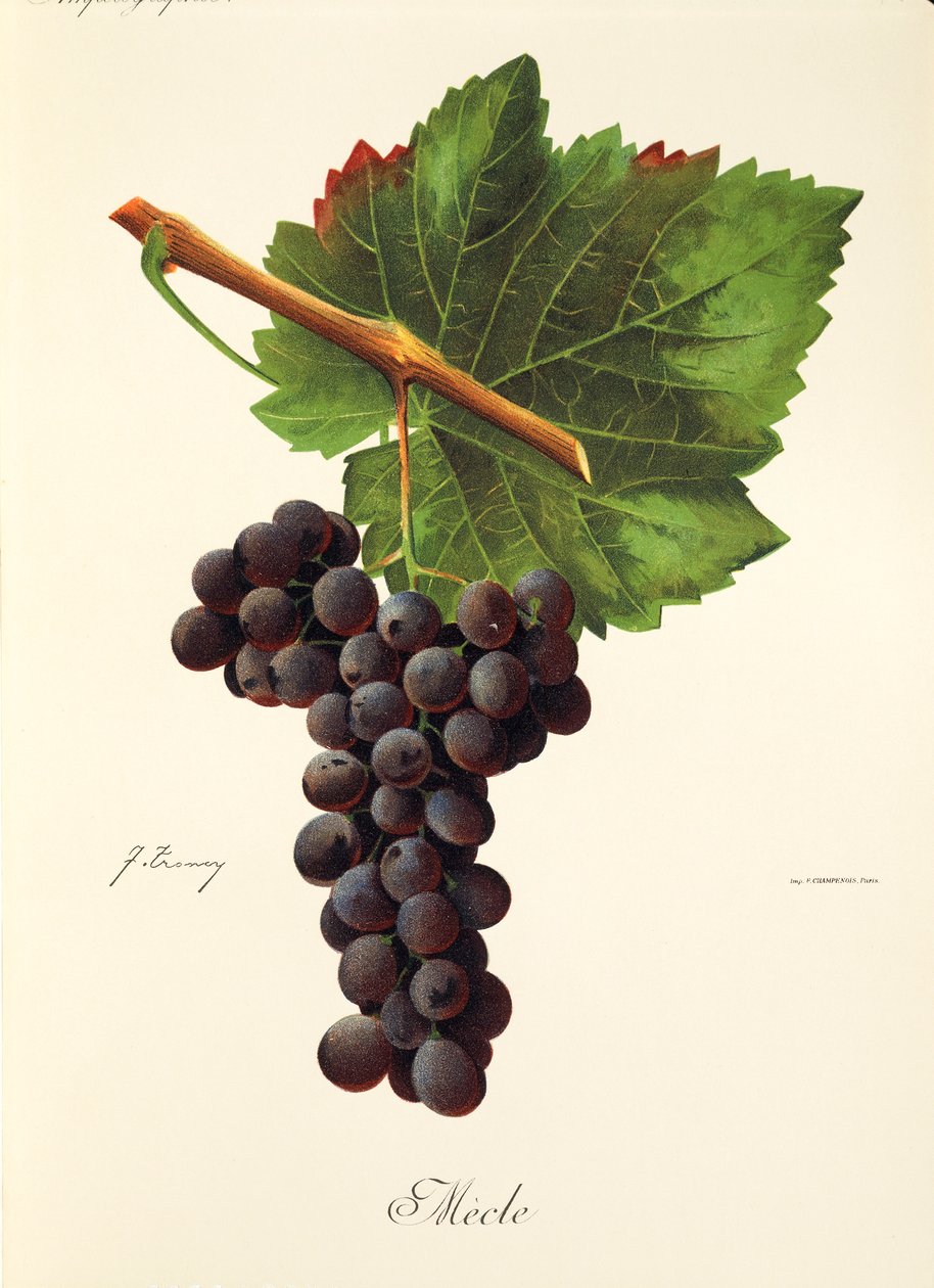 Hrozen Mecle od J. Troncyho od Jules Troncy