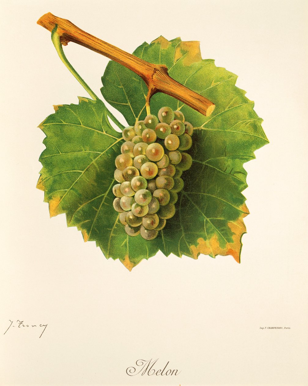 Melounový hroznový od J. Troncyho od Jules Troncy