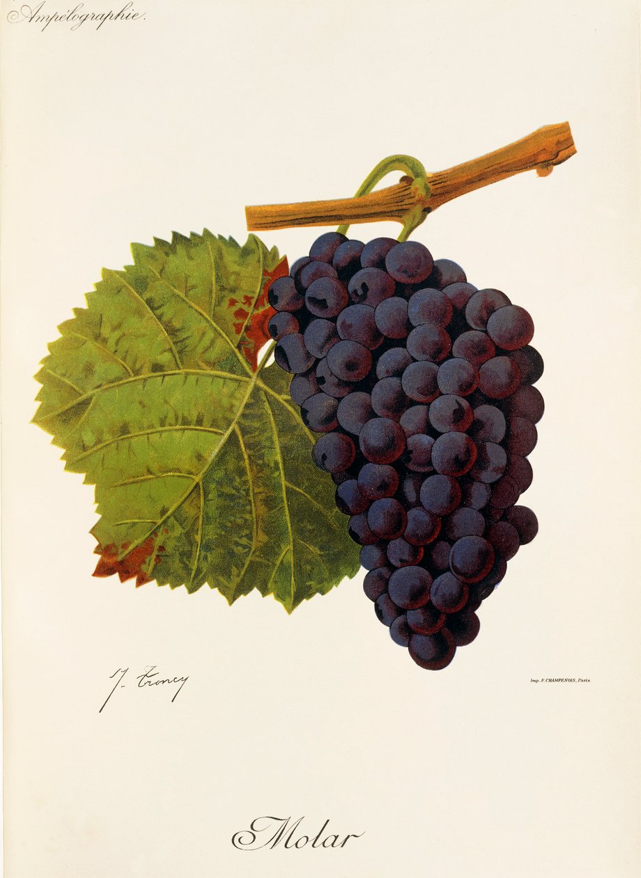 Molární hrozen od J. Troncyho od Jules Troncy