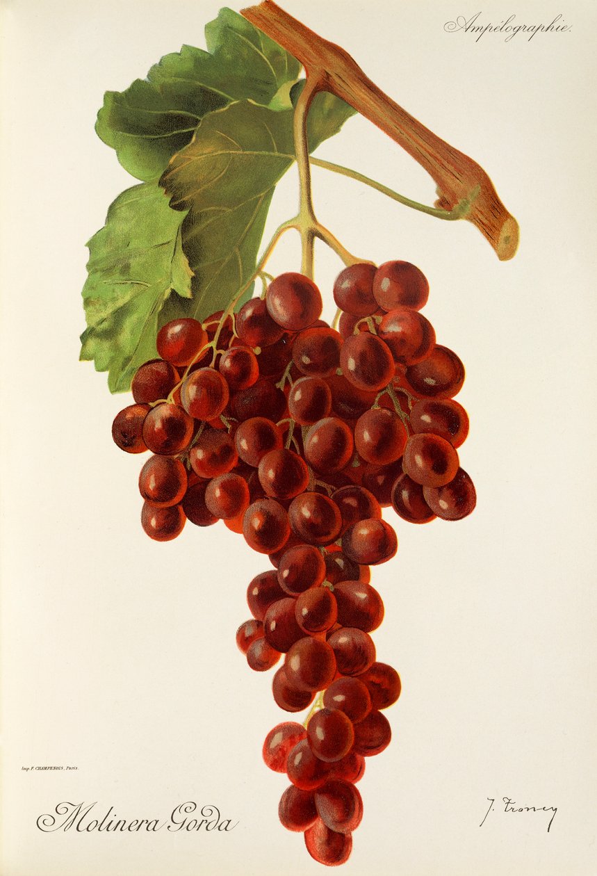 Molinera Gorda hroznů od J. Troncy od Jules Troncy