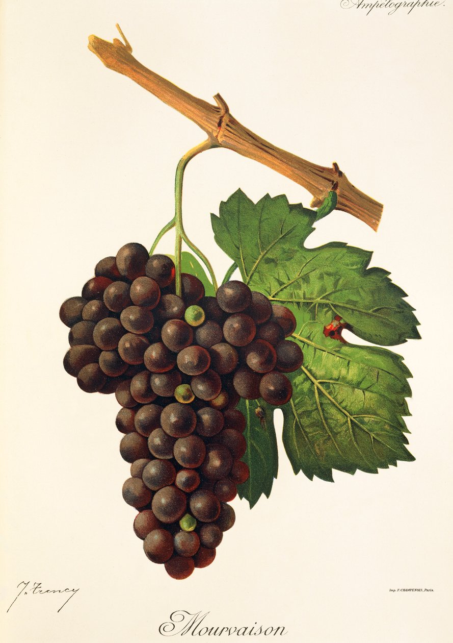 Hrozna Mourvaison od J. Troncyho od Jules Troncy