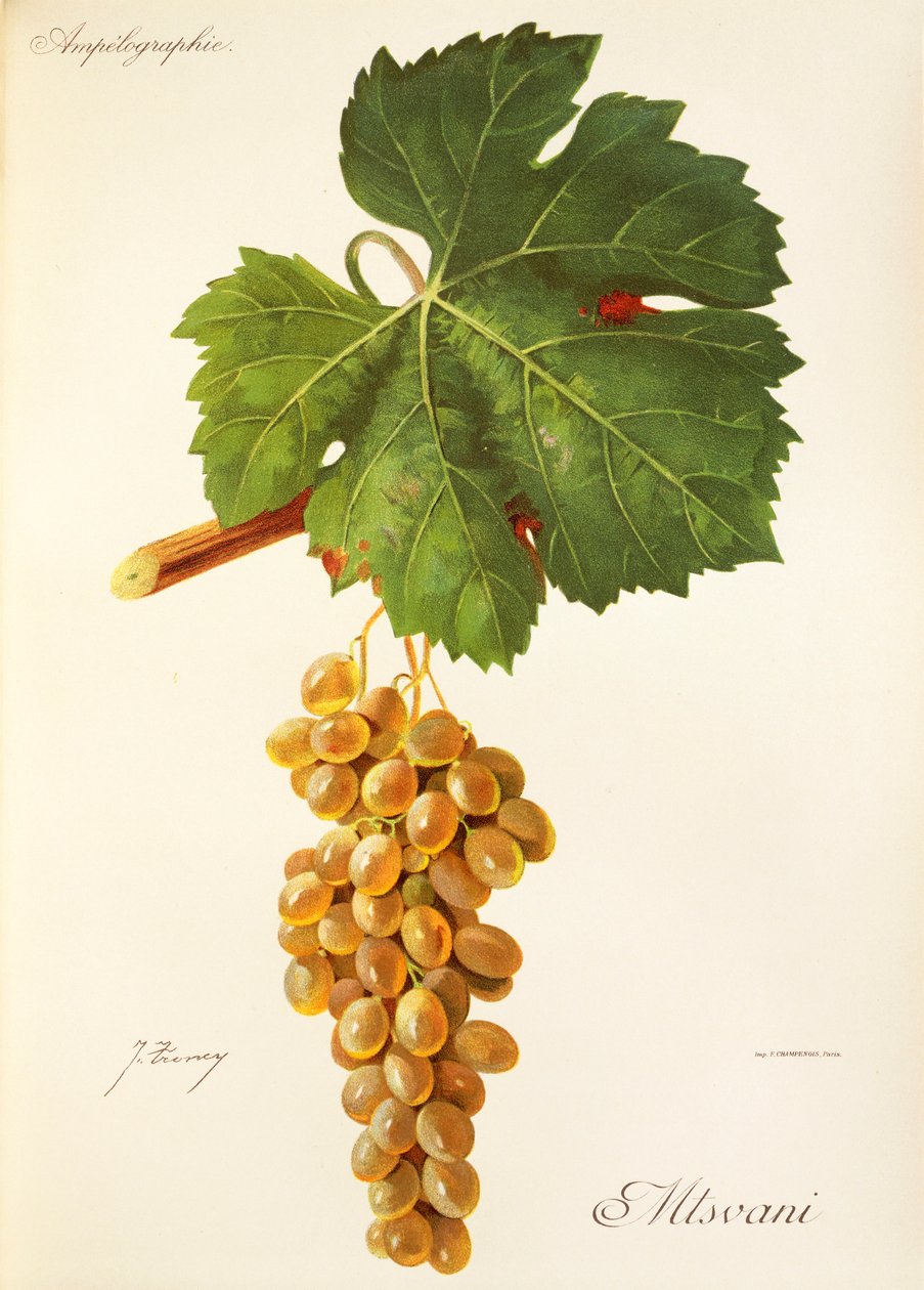 Hrozna Mtsvani od J. Troncyho od Jules Troncy
