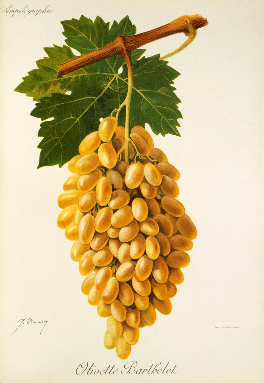 Olivette Barthelet hroznů od J. Troncy od Jules Troncy
