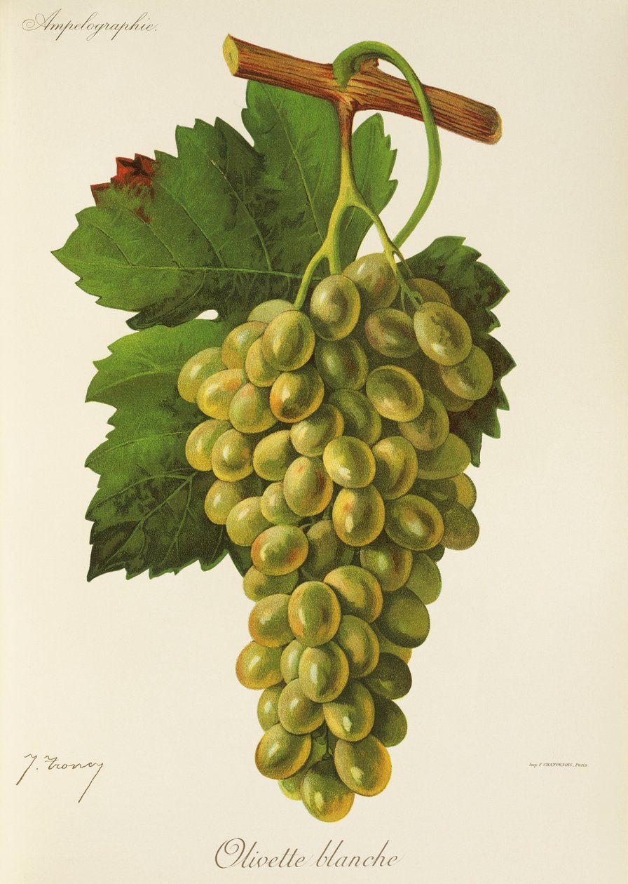 Hrozna Olivette Blanche od J. Troncyho od Jules Troncy