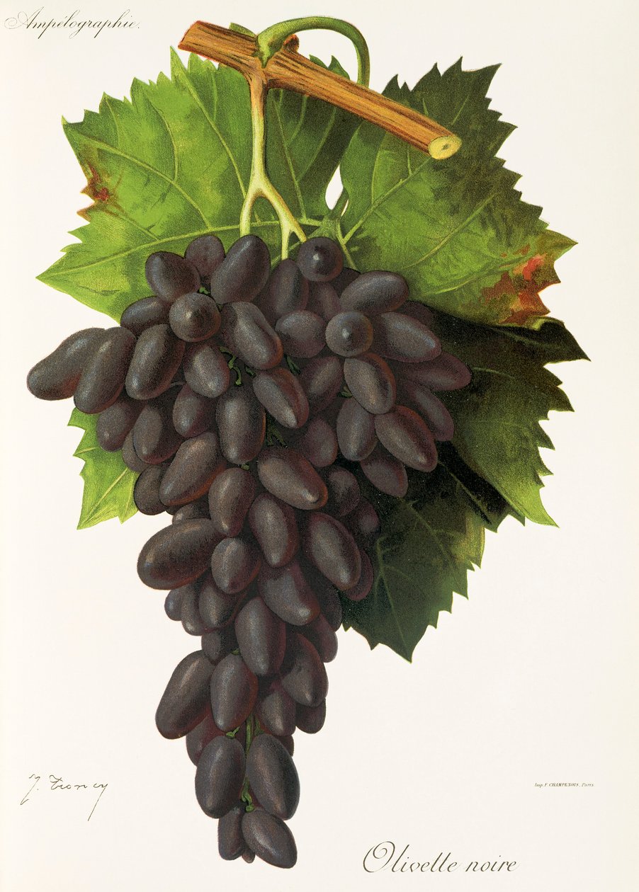 Hrozna Olivette Noire od J. Troncyho od Jules Troncy