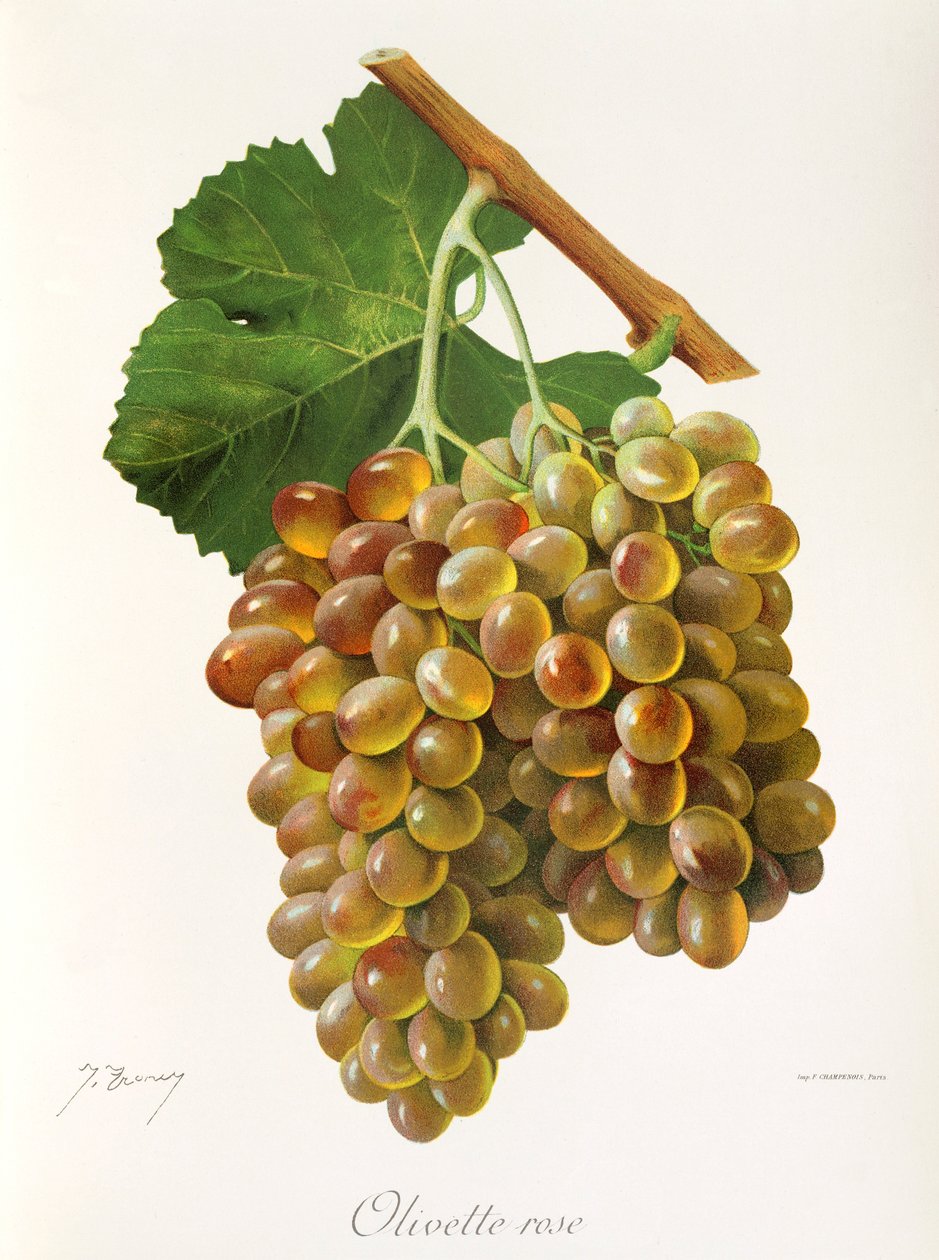 Olivette Rose hroznů od J. Troncy od Jules Troncy