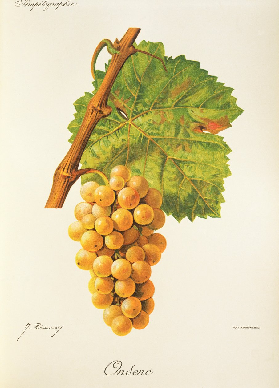 Hrozen Ondenc od J. Troncyho od Jules Troncy