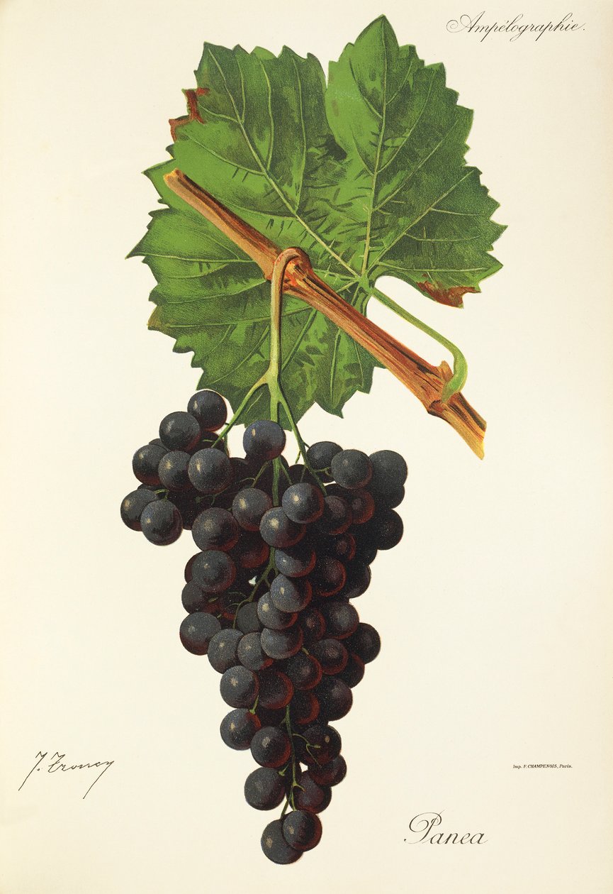 Hrozna Panea od J. Troncyho od Jules Troncy