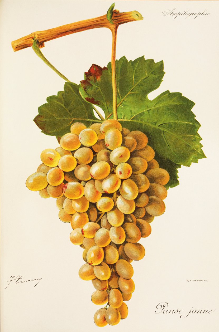 Žlutý paunch hrozen od J. Troncyho od Jules Troncy