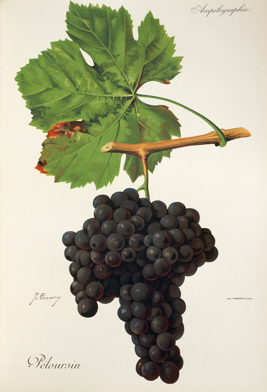 Hrozen Peloursin od J. Troncyho od Jules Troncy