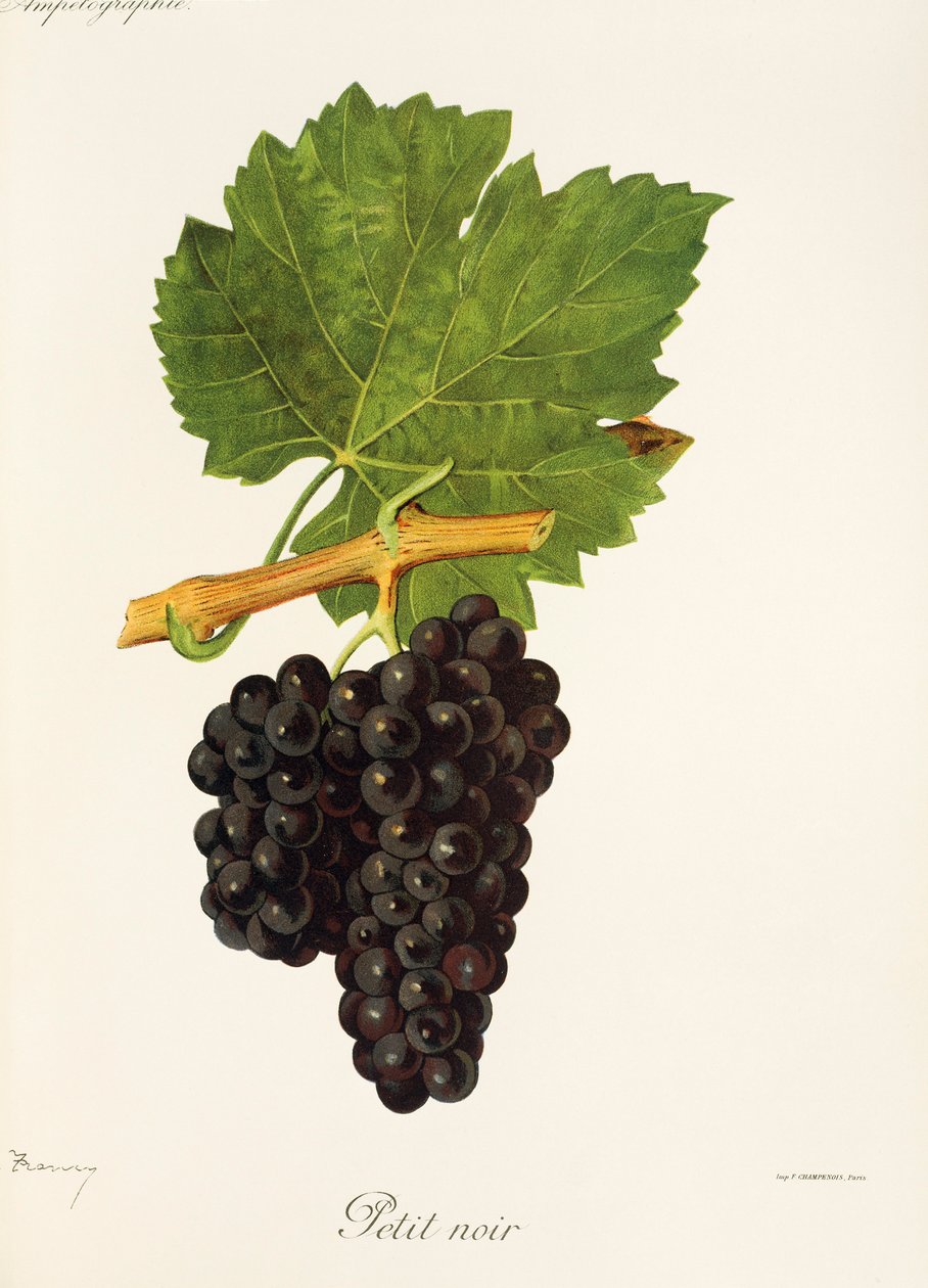 Hrozna Petit Noir od J. Troncyho od Jules Troncy