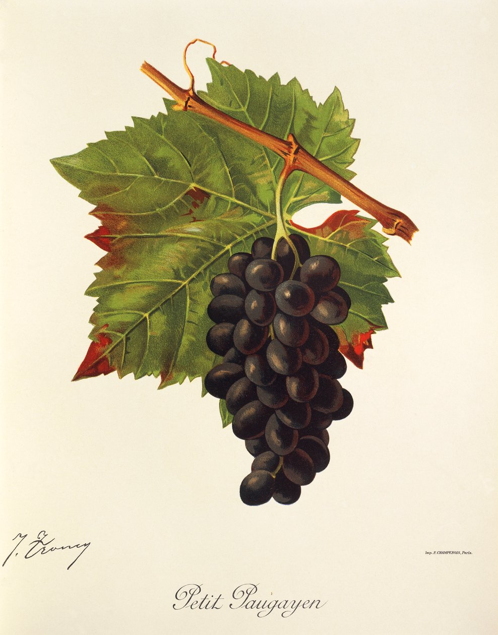 Hrozna Petit Paugayen od J. Troncyho od Jules Troncy