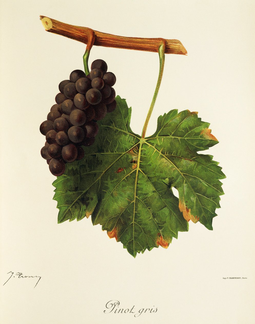 Rulandské šedé od J. Troncyho od Jules Troncy