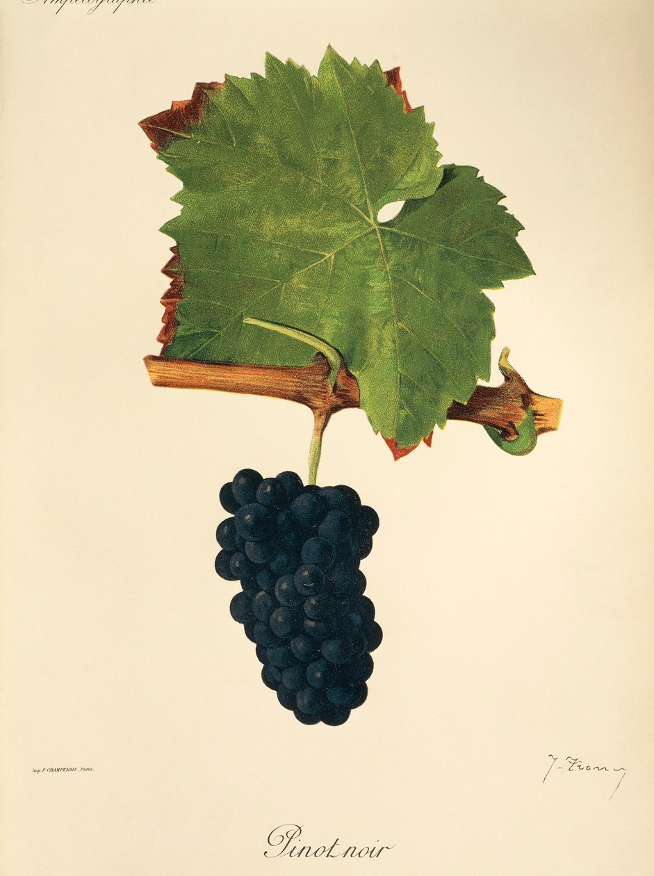 Odrůda Pinot Noir od J. Troncyho od Jules Troncy