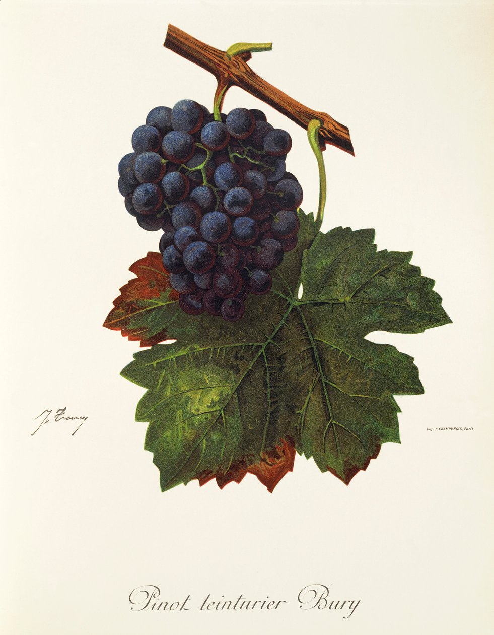 Hrozna Pinot Teinturier Bury od J. Troncyho od Jules Troncy