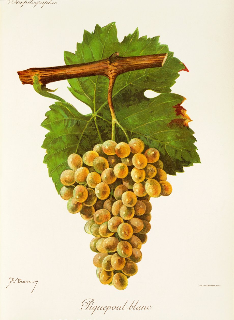 Hrozna Piquepoul Blanc od J. Troncyho od Jules Troncy