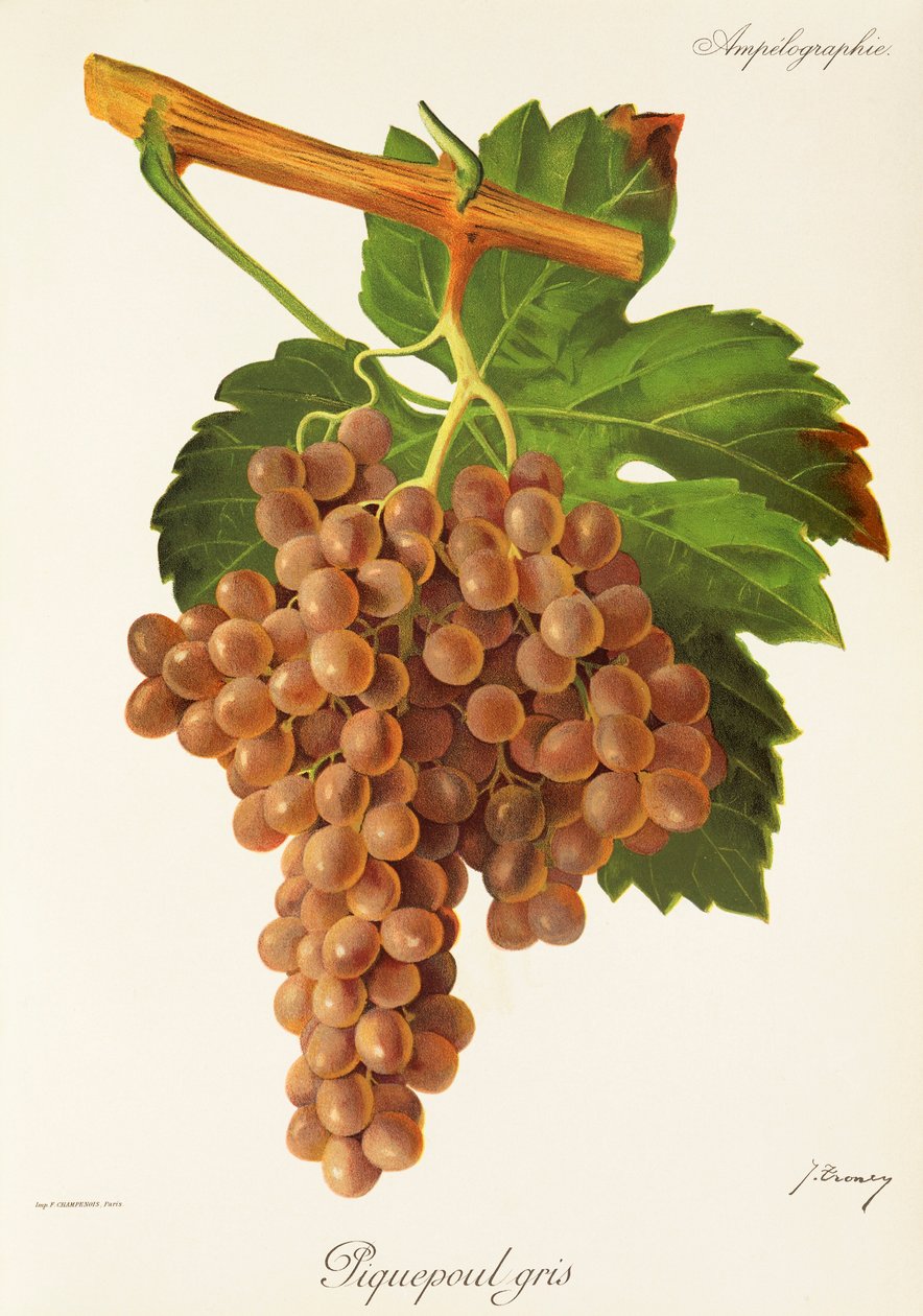 Hrozna Piquepoul Gris od J. Troncyho od Jules Troncy