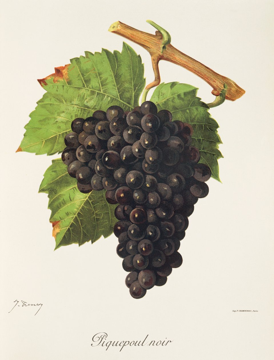 Hrozna Piquepoul Noir od J. Troncyho od Jules Troncy