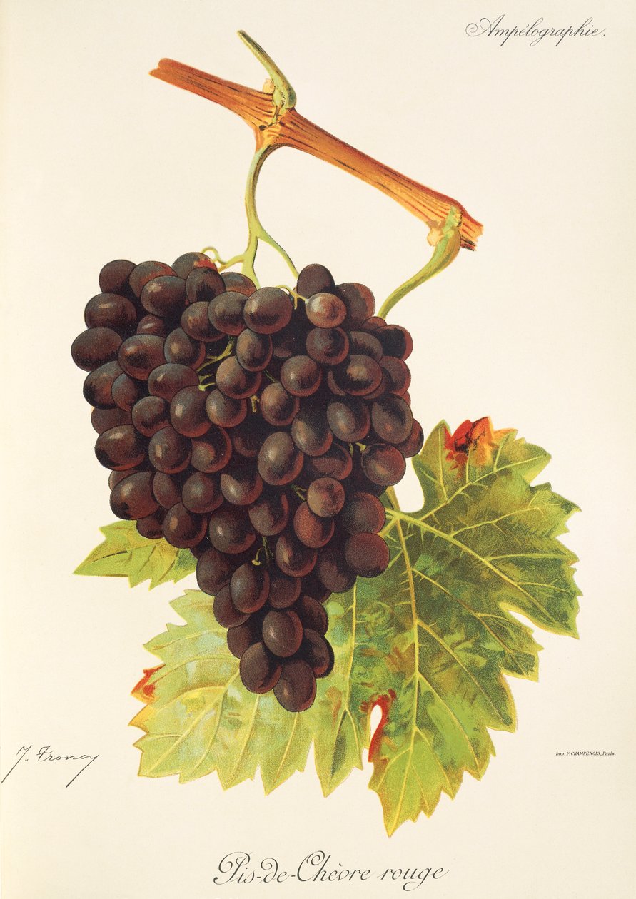 Hrozna Pis-de-Chevre Rouge od J. Troncyho od Jules Troncy