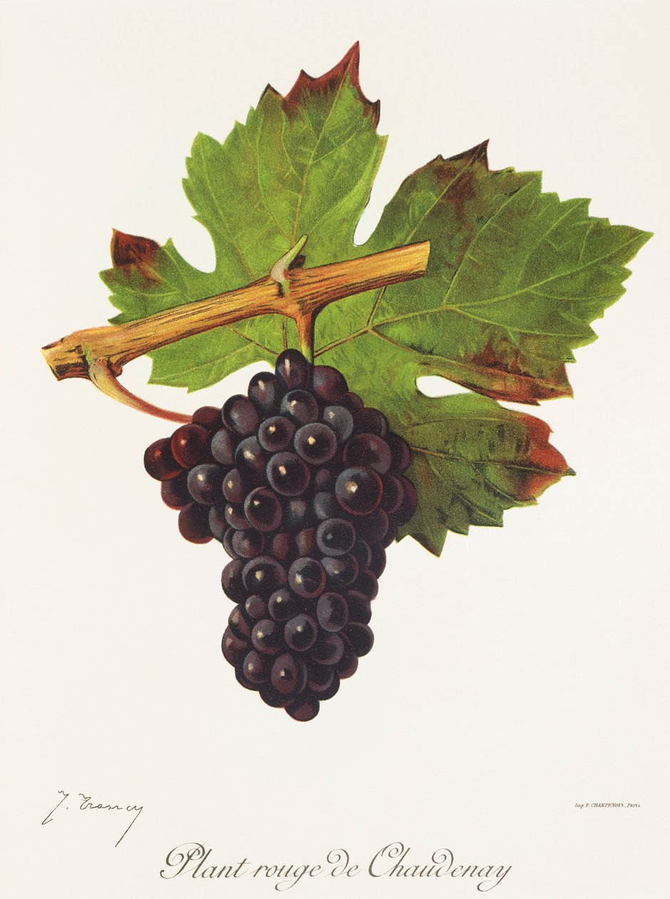 Hrozna Plant Rouge de Chaudenay od J. Troncyho od Jules Troncy