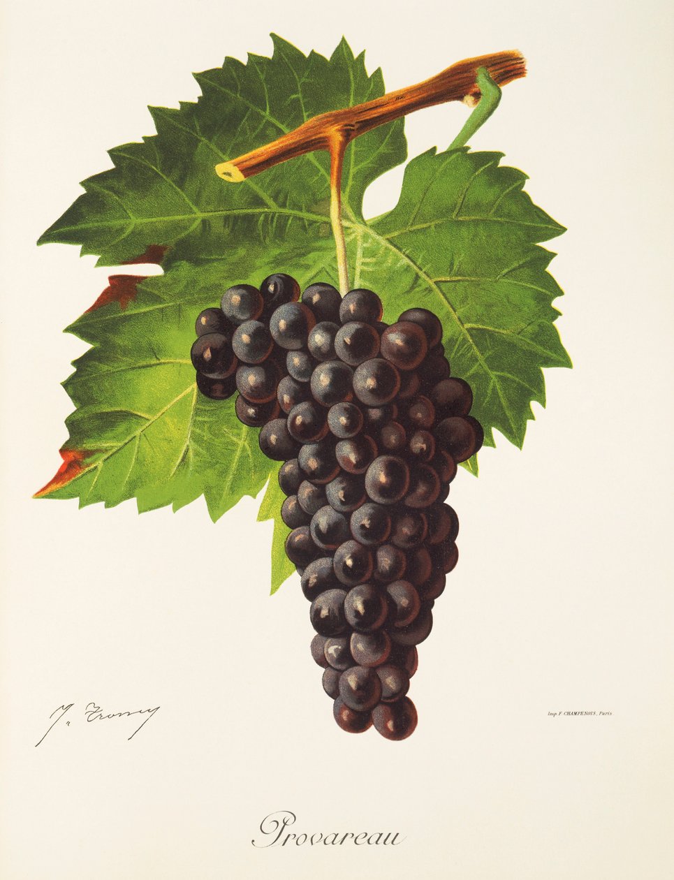 Hrozna Provareau od J. Troncyho od Jules Troncy