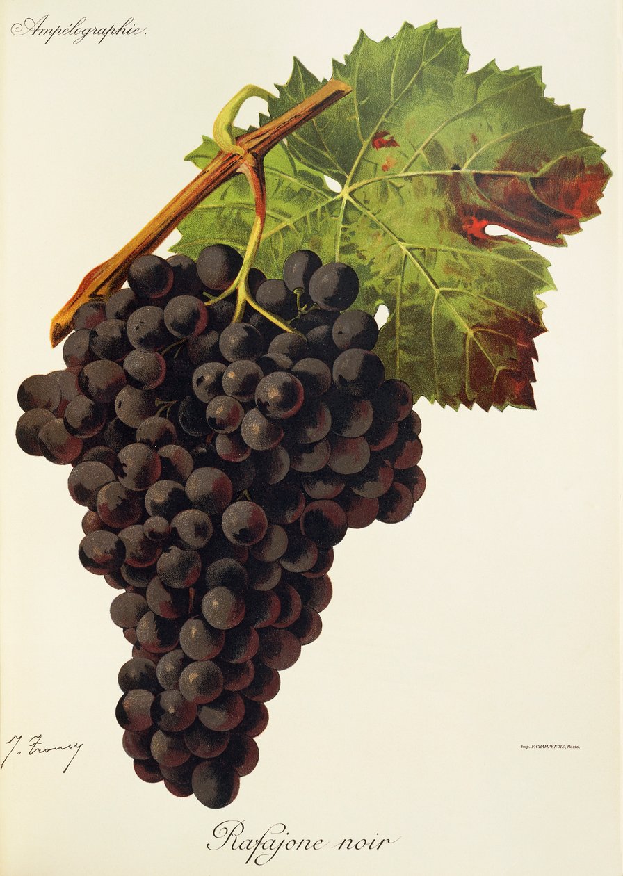 Hrozna Rafajone Noir od J. Troncyho od Jules Troncy