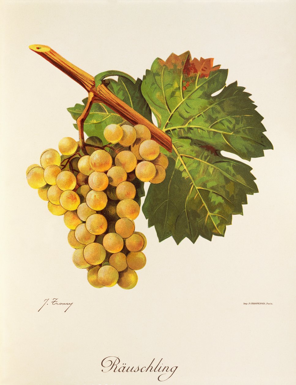 Rauschling hroznů od J. Troncyho od Jules Troncy
