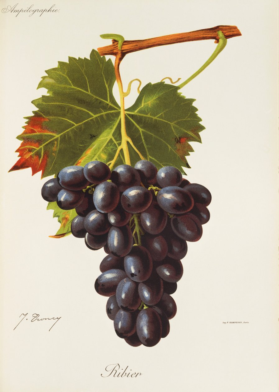 Ribier hroznů od J. Troncy od Jules Troncy