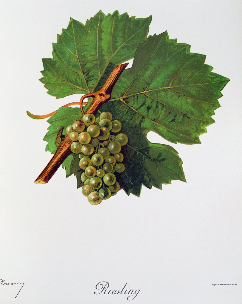 Hrozny Ryzlinku rýnského od Julese Troncyho z Ampelographie, Traite general de viticulture (Ampelografie, Generální smlouva o vinohradnictví), díl II, Pierre Viala (1859-1936) a Victor Vermorel (1848-1927), Paříž od Jules Troncy