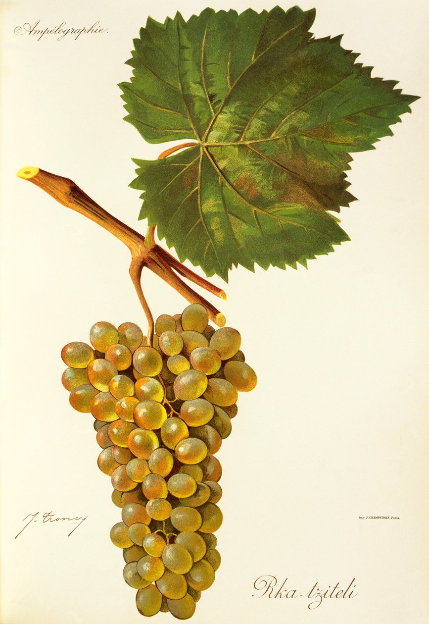 Rka-tziteli grape by J. Troncy od Jules Troncy