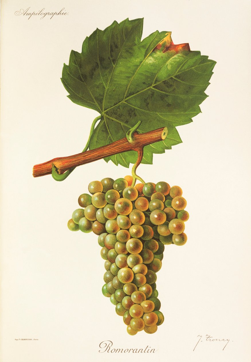 Hrozna Romorantin od J. Troncyho od Jules Troncy
