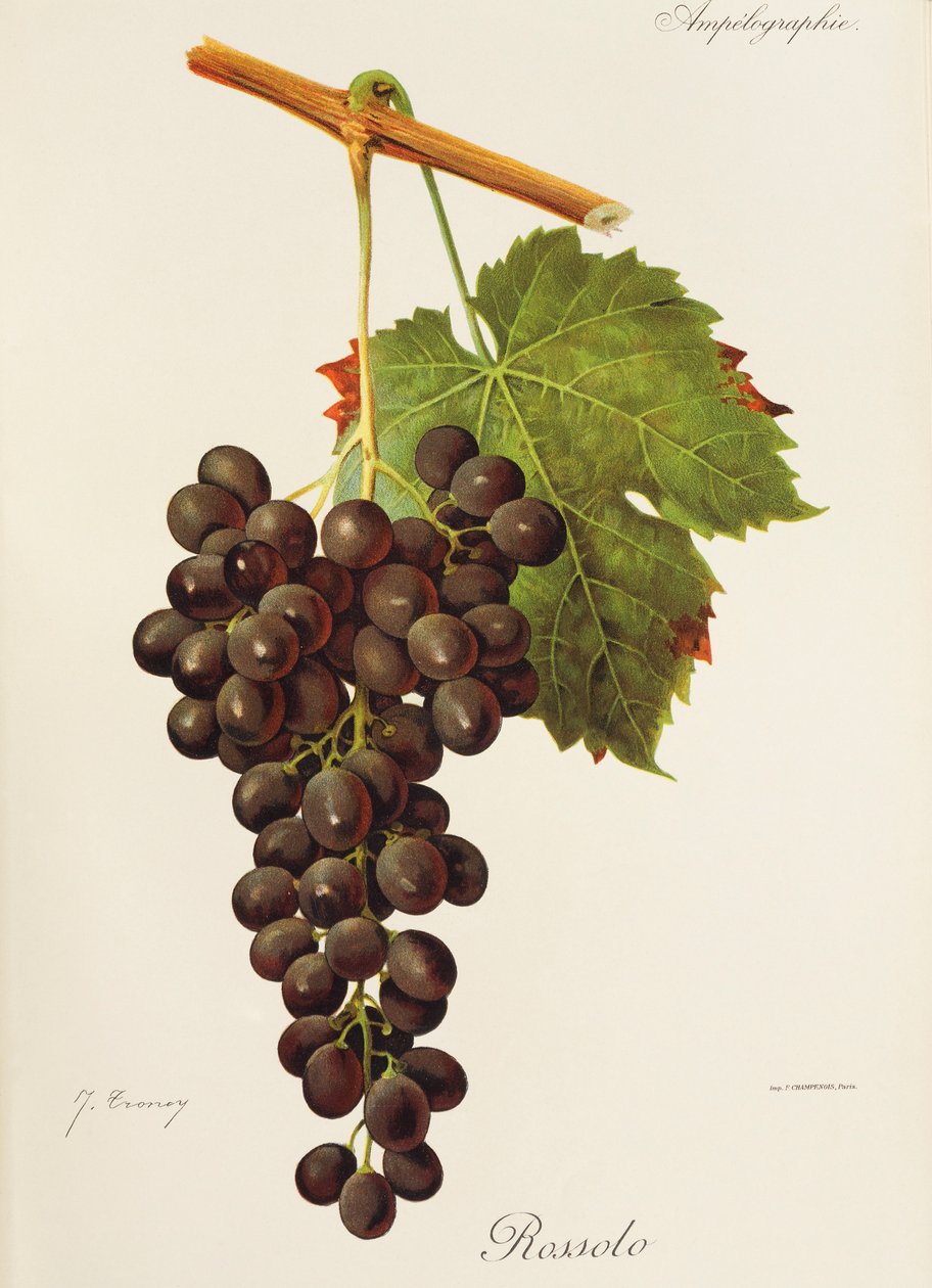 Hrozna Rossolo od J. Troncyho od Jules Troncy