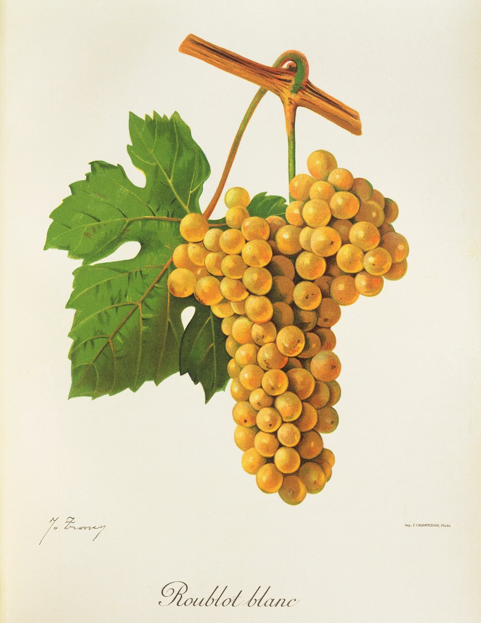 Hrozna Roublot Blanc od J. Troncyho od Jules Troncy