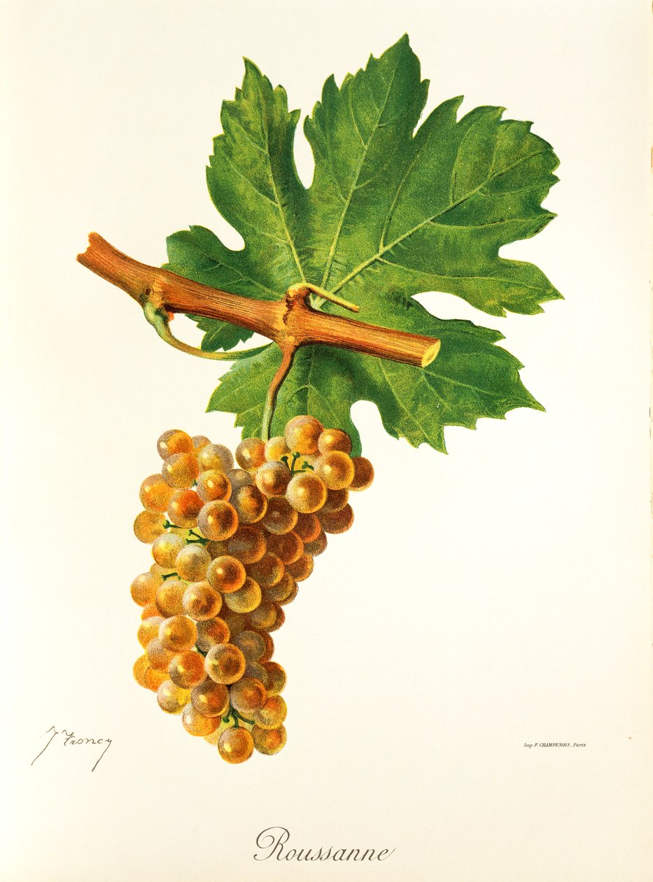 Hrozna Rousanne od J. Troncyho od Jules Troncy