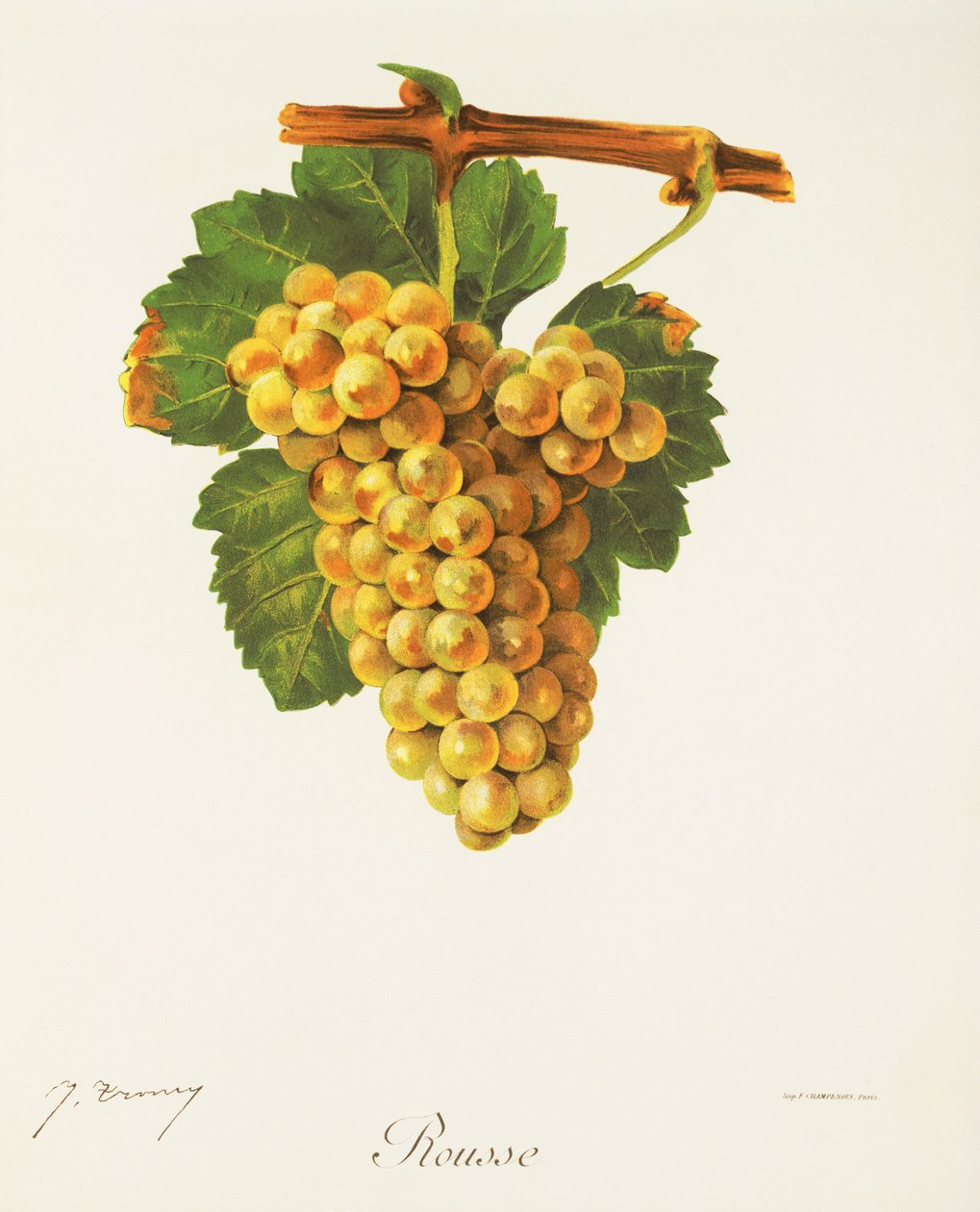 Rousse hroznů od J. Troncyho od Jules Troncy