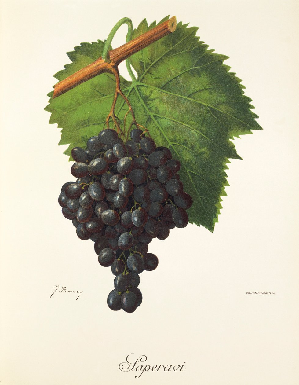 Hrozen Saperavi od J. Troncyho od Jules Troncy