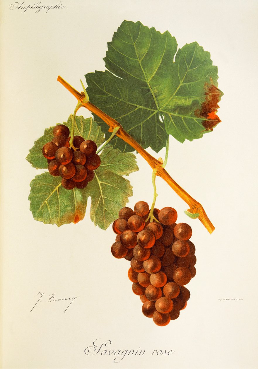 Hrozna Savagnin Rose od J. Troncyho od Jules Troncy