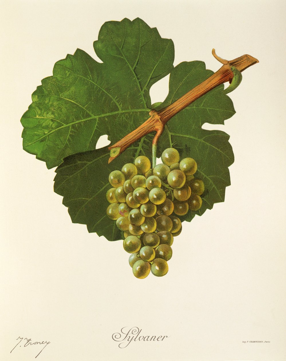 Hrozen Sylvaner od J. Troncyho od Jules Troncy