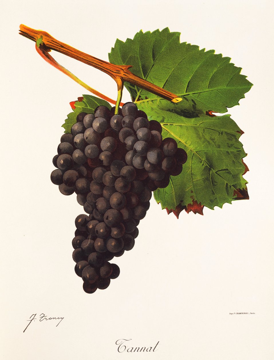 Hrozna Tannat od J. Troncyho od Jules Troncy