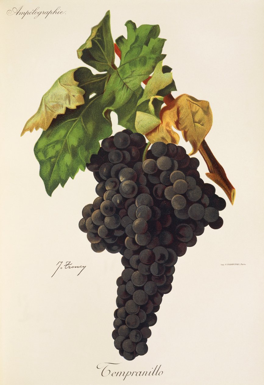 Hrozna Tempranillo od J. Troncyho od Jules Troncy