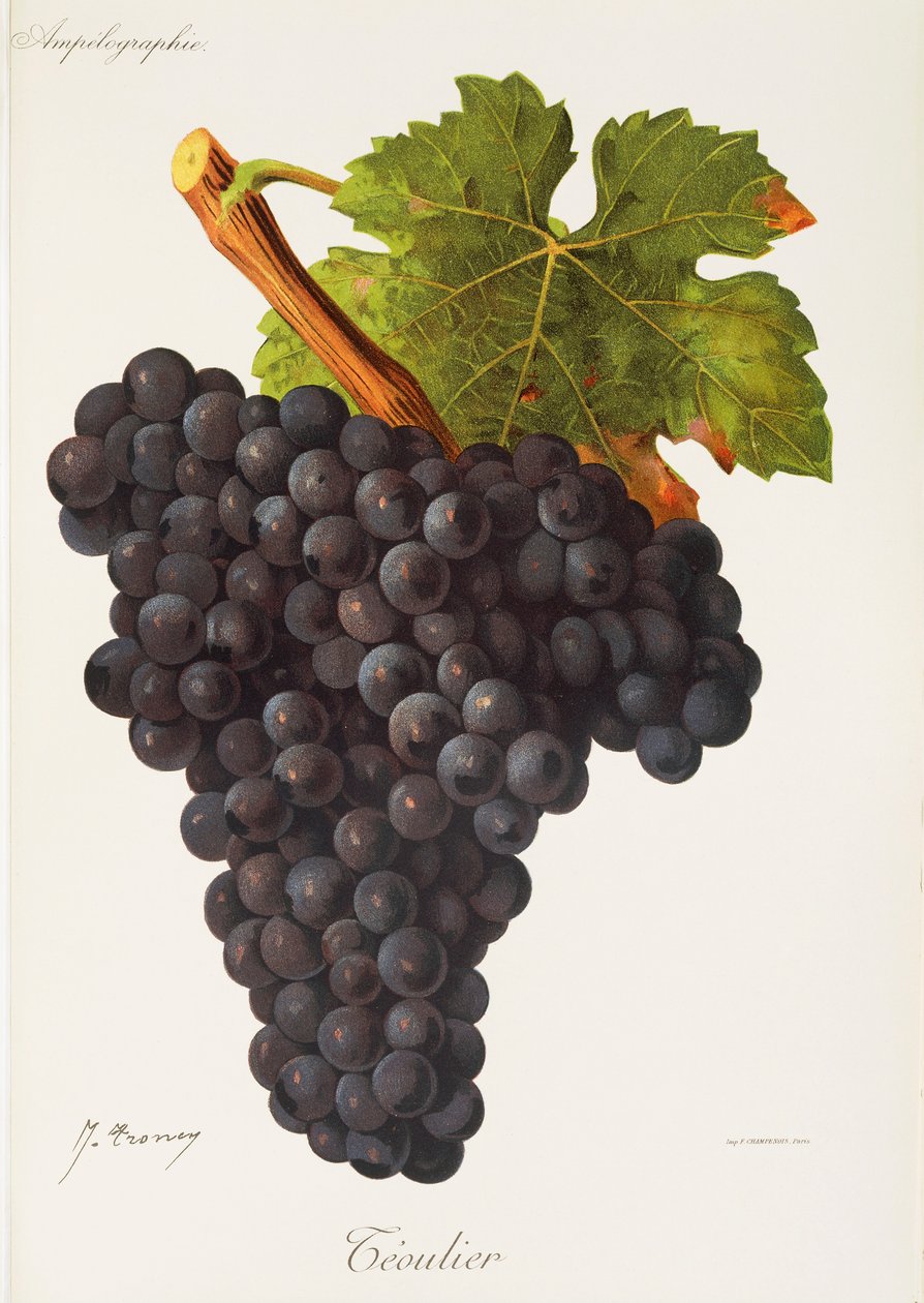 Hrozna Teoulier od J. Troncyho od Jules Troncy