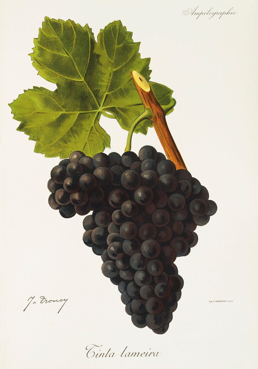Hroznový inkoust Lameira od J. Troncyho od Jules Troncy