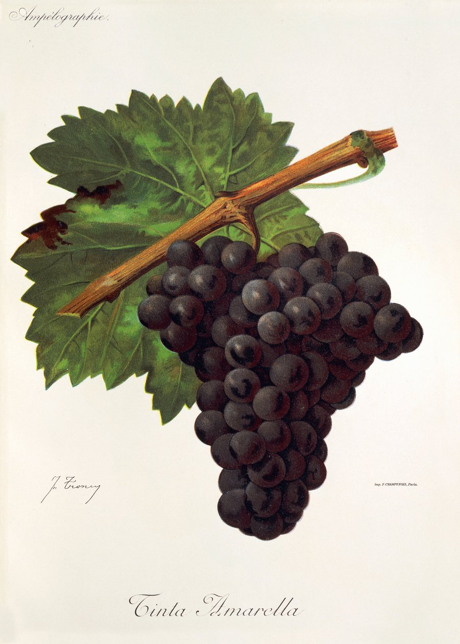 Červené žluté hrozny od J. Troncy od Jules Troncy